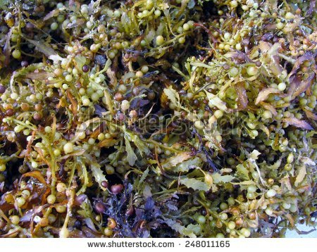  Sargassum fluitans (Broadleaf Gulfweed)